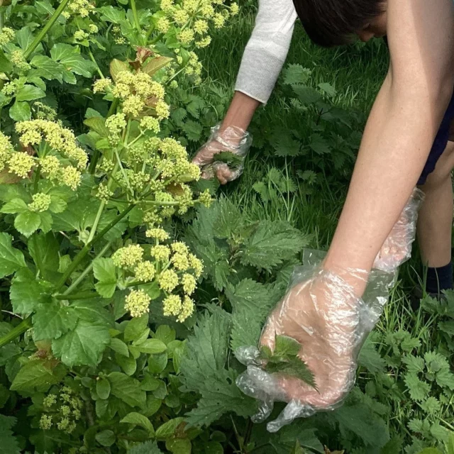 Nutritious Nettles🍲👍

Last week, our senior pupils rolled up their sleeves in Food Tech and made nettle soup from scratch. Along the way, they learned that nettles are packed with iron, calcium, and vitamin C—great for giving the immune system a natural boost.

The stinging nettle might have a prickly reputation, but it turns out this humble plant has some wonderful healing properties. 

According to the pupils, it tasted great, too!

#nettles #nettlesoup #cookingatschool #foodtech
